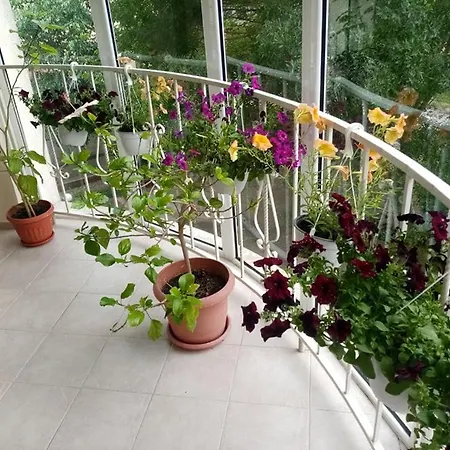 Отель Pancho Family 2*